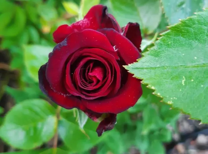 Ferienwohnung Nauen Apartment *